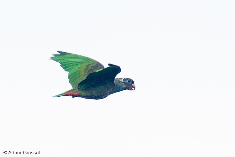 Red-billed Parrot - Arthur Grosset