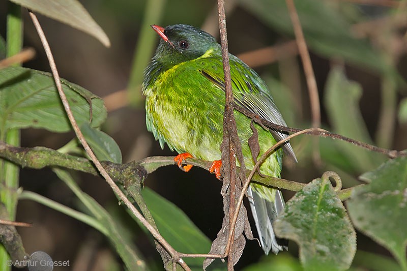 Green-and-black Fruiteater (Green-and-black) - ML206121031