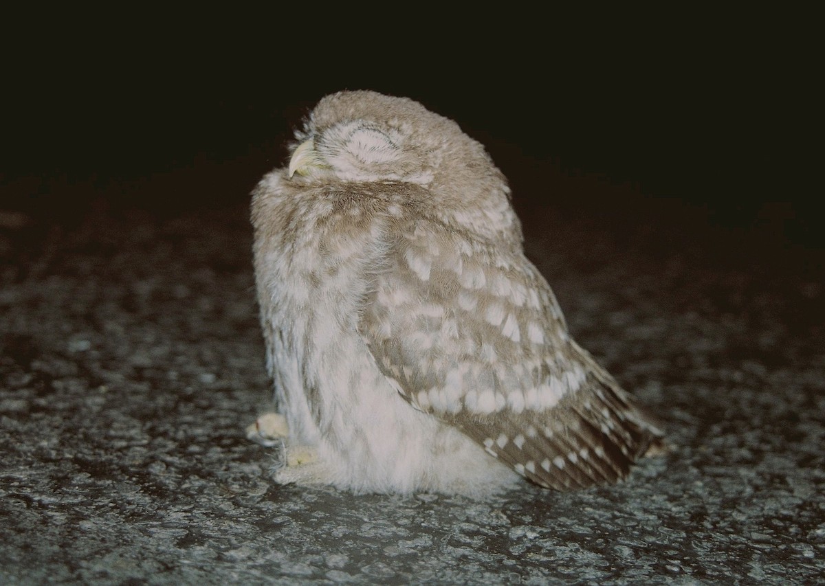 Little Owl - Tamas Zeke