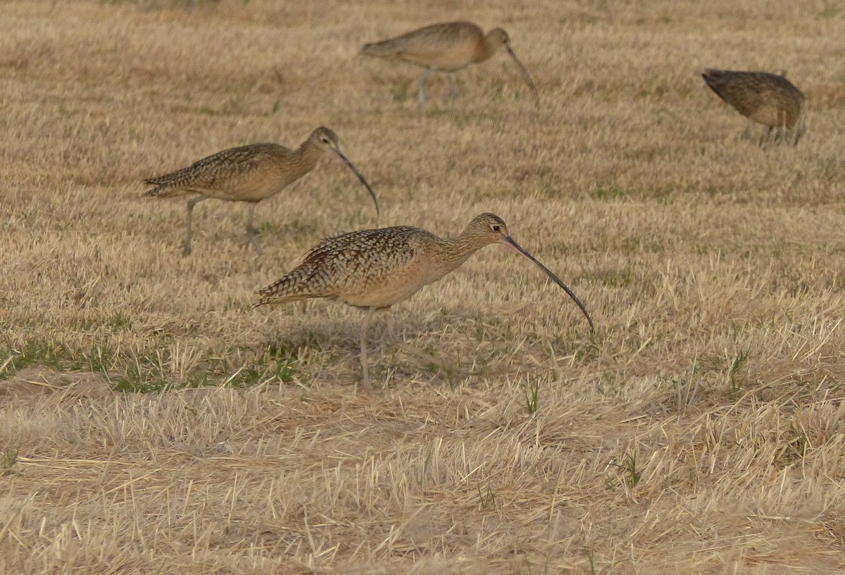 Long-billed Curlew - ML206122001