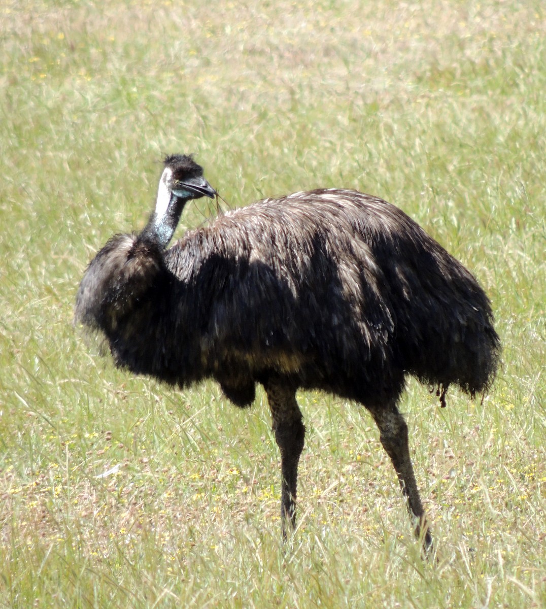 emu hnědý - ML206122141
