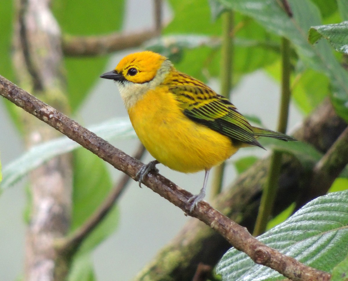Silver-throated Tanager - Sam Shaw
