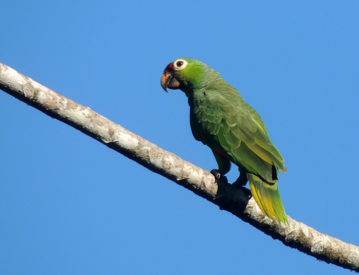 Red-lored Parrot - Sam Shaw
