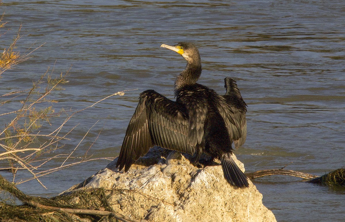 Great Cormorant (Eurasian) - Jesús Laborda