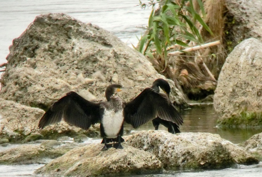 Great Cormorant (Eurasian) - Jesús Laborda