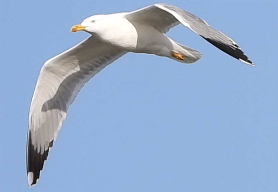 Yellow-legged Gull (michahellis) - Jesús Laborda