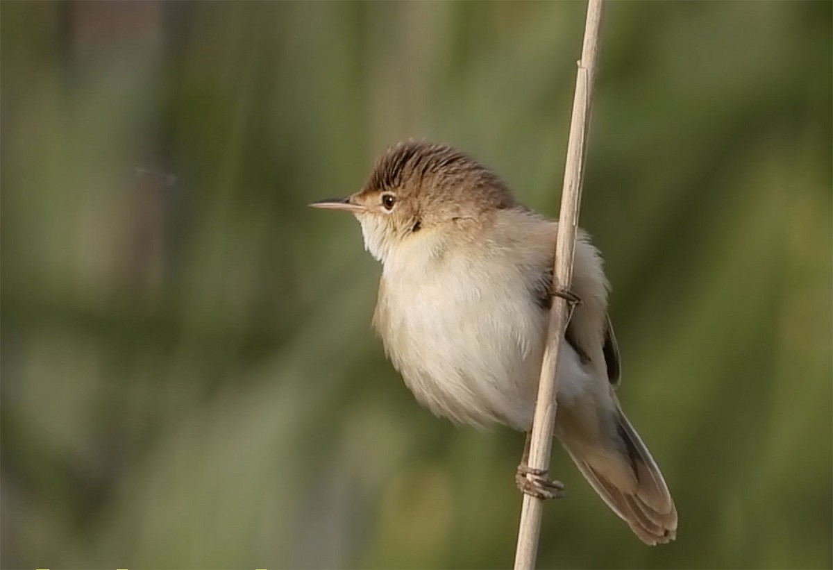 Common Reed Warbler (African) - Jesús Laborda