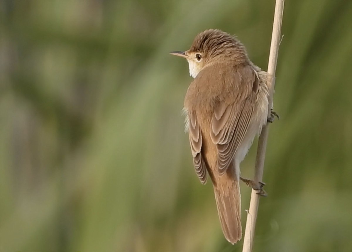 Common Reed Warbler (African) - Jesús Laborda