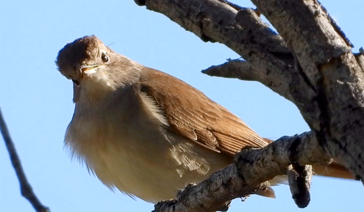 Common Nightingale (megarhynchos/africana) - Jesús Laborda
