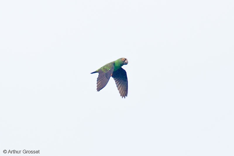 Краснолобый попугай (fantiensis) - ML206123201