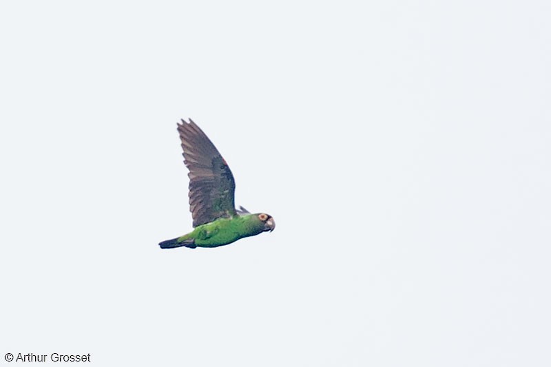 Red-fronted Parrot (Guinean) - ML206123211