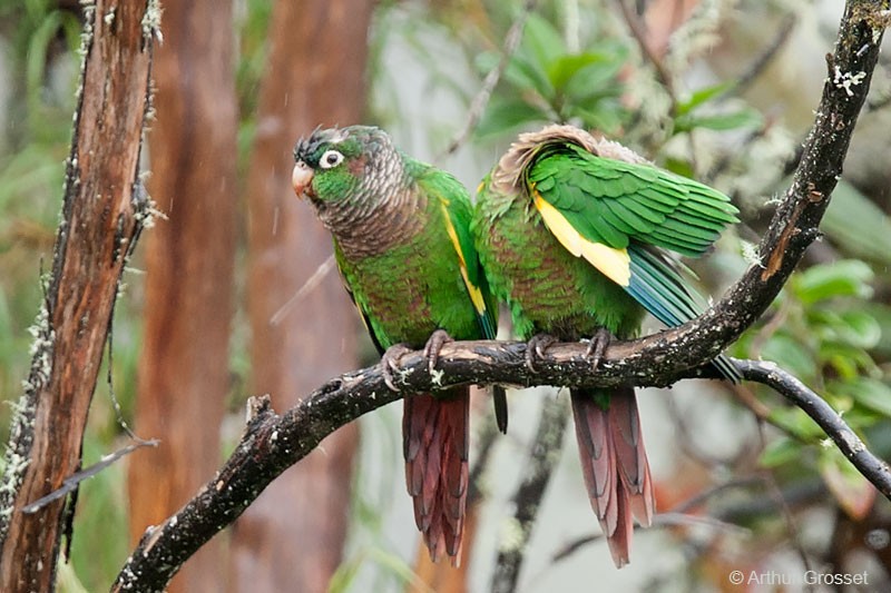 Brown-breasted Parakeet - Arthur Grosset