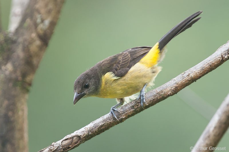 Flame-rumped Tanager (Lemon-rumped) - ML206123611