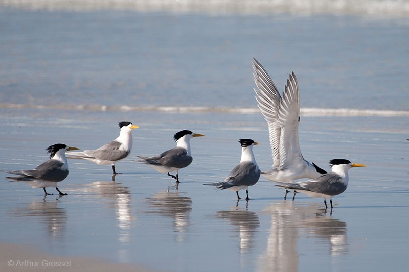 Great Crested Tern - ML206123681