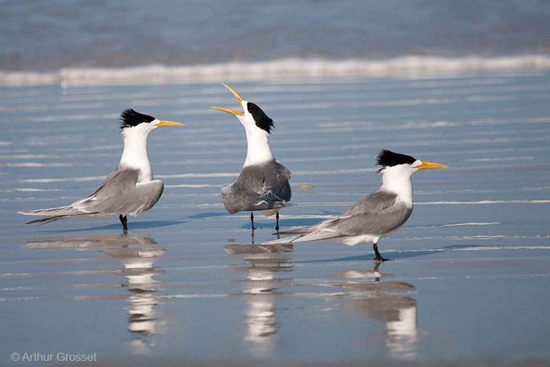 Great Crested Tern - ML206123691