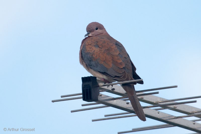 Laughing Dove - ML206123771