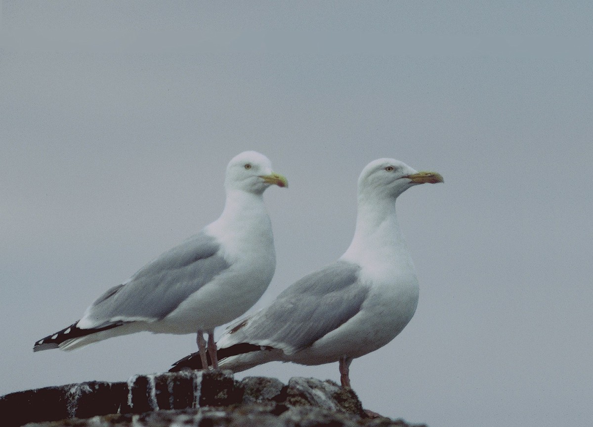 Herring Gull (European) - Tamas Zeke