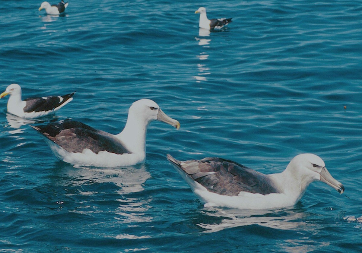 White-capped Albatross (steadi) - Tamas Zeke