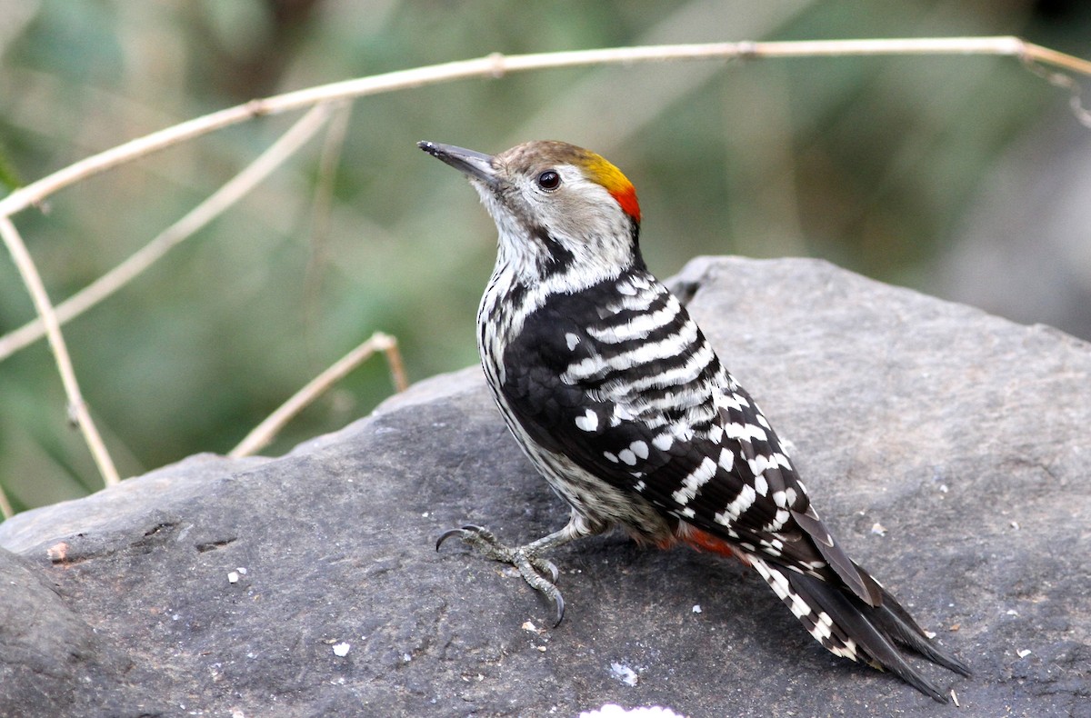 Brown-fronted Woodpecker - Sam Shaw