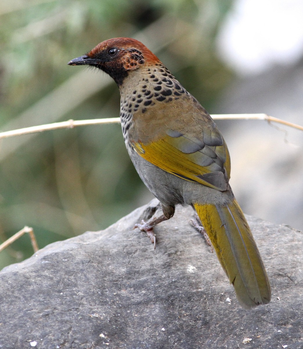 Chestnut-crowned Laughingthrush - ML206124761
