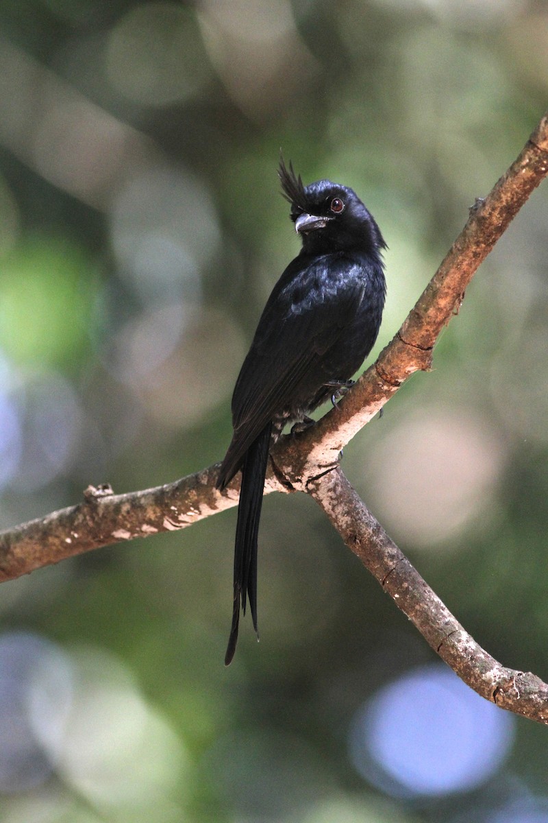 Crested Drongo - ML206124931