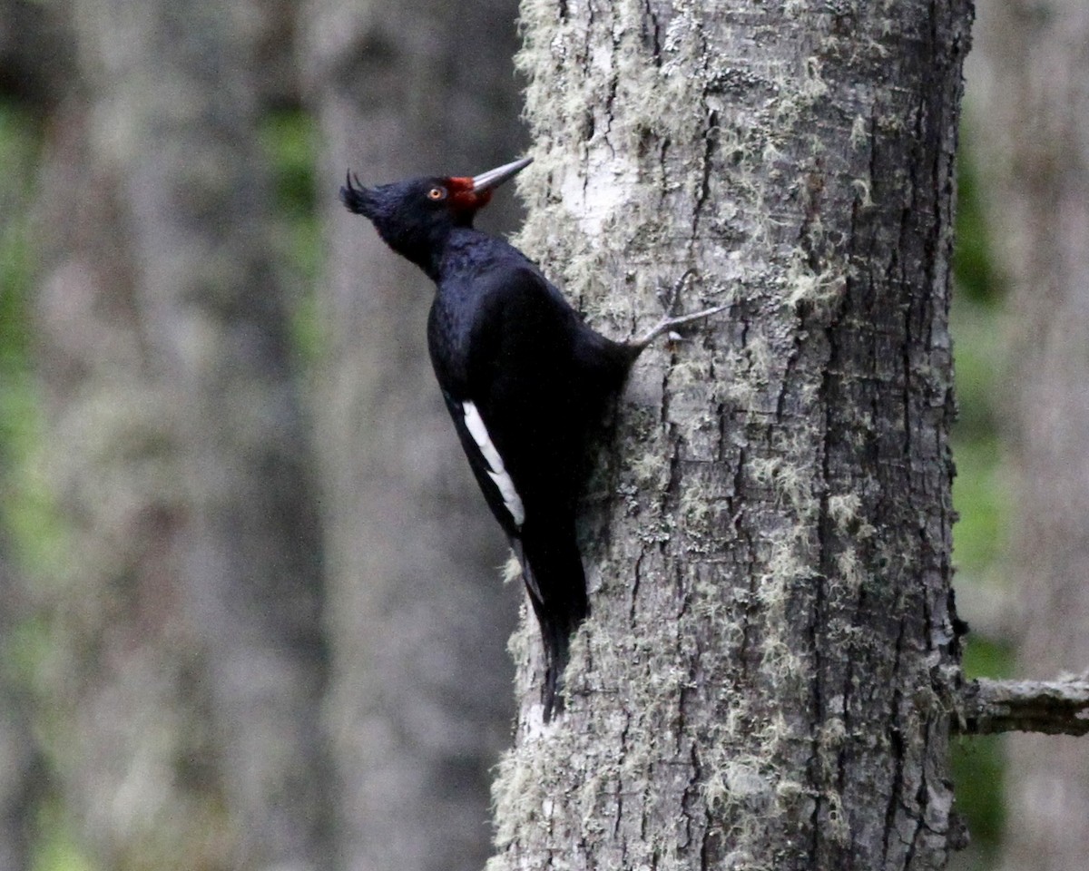 Magellanic Woodpecker - Sam Shaw