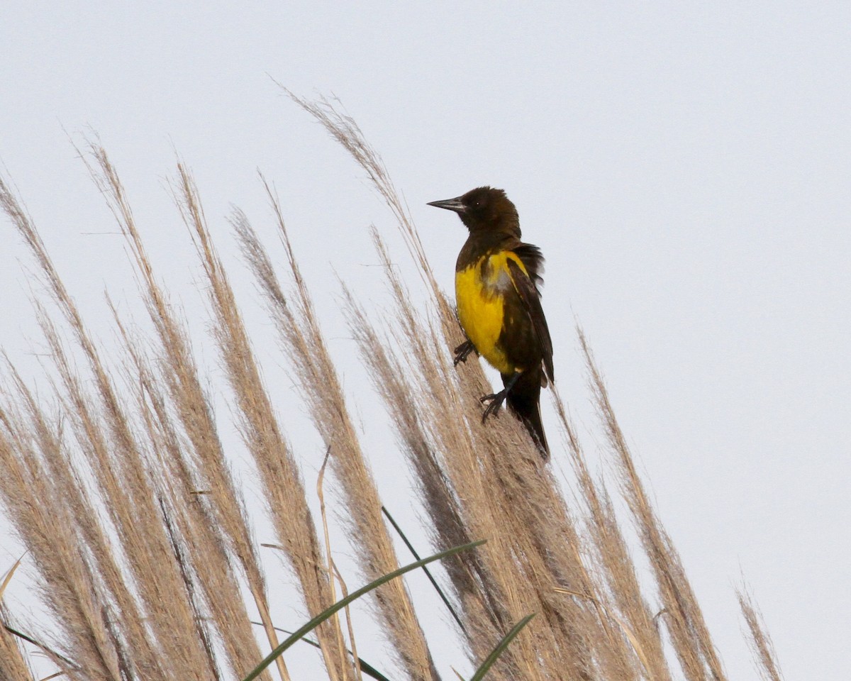 Brown-and-yellow Marshbird - Sam Shaw