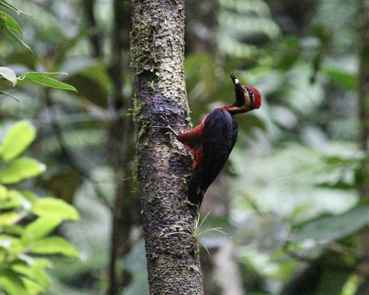 Crimson-bellied Woodpecker (Splendid) - Sam Shaw