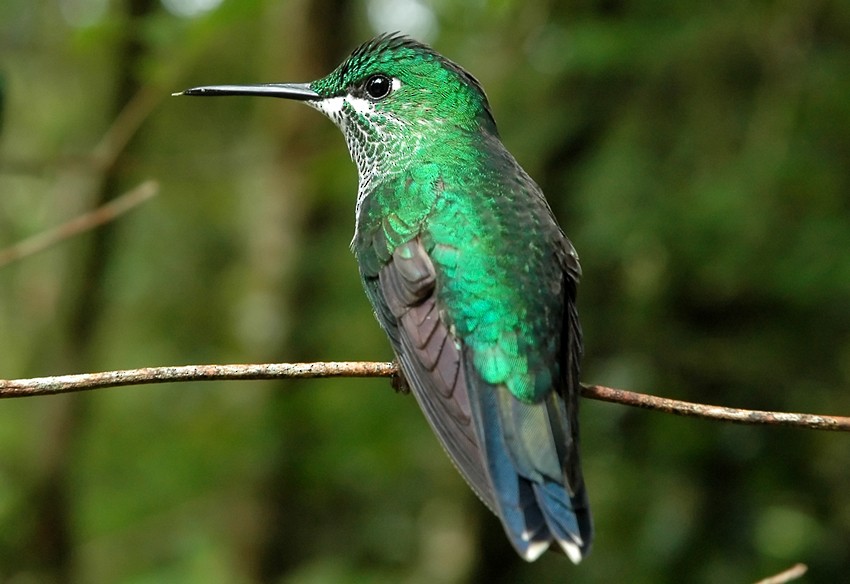 Green-crowned Brilliant - Augusto Faustino
