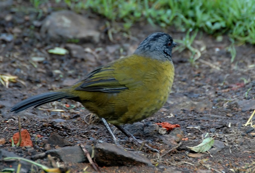 Large-footed Finch - ML206125341