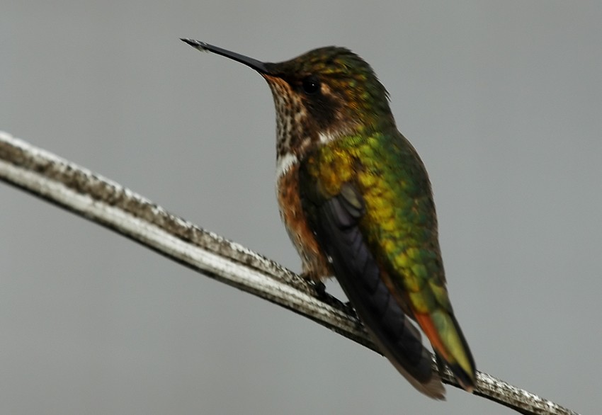 Scintillant Hummingbird - Augusto Faustino