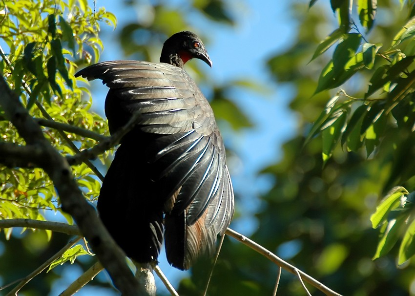 Crested Guan - Augusto Faustino