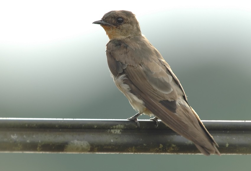 Southern Rough-winged Swallow - Augusto Faustino