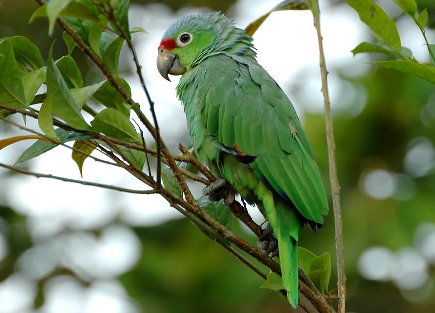 Red-lored Parrot (Red-lored) - Augusto Faustino