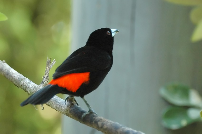 Scarlet-rumped Tanager (Cherrie's) - Augusto Faustino