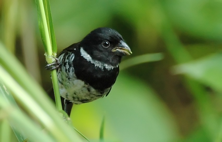 Variable Seedeater (Variable) - ML206125511