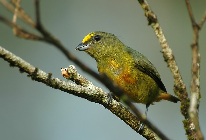 Olive-backed Euphonia - Augusto Faustino