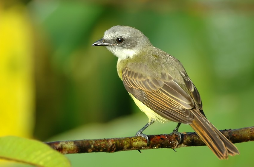 Gray-capped Flycatcher - Augusto Faustino