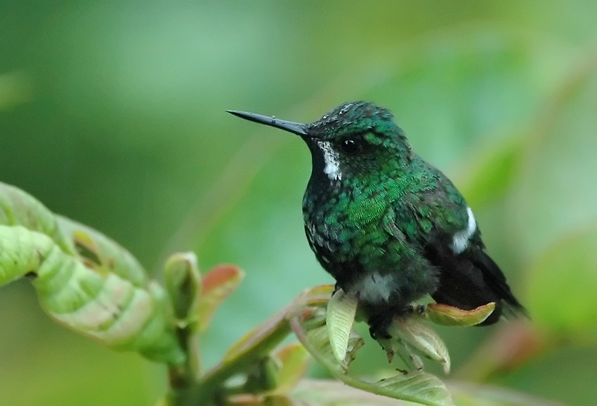 Green Thorntail - Augusto Faustino