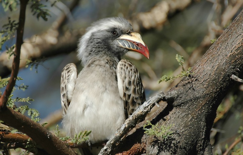 African Gray Hornbill - ML206125701