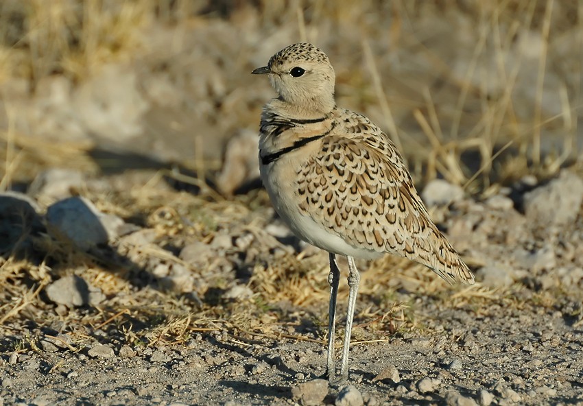 Double-banded Courser - Augusto Faustino