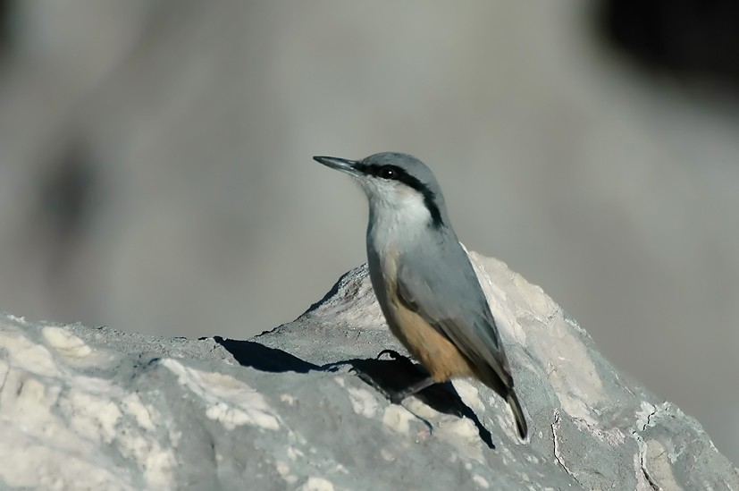 Western Rock Nuthatch - Augusto Faustino