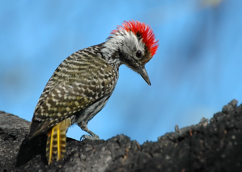 Cardinal Woodpecker - ML206125791