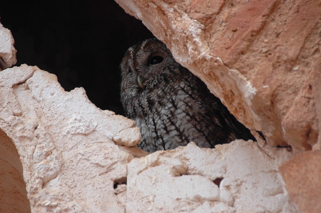 Maghreb Owl - Augusto Faustino
