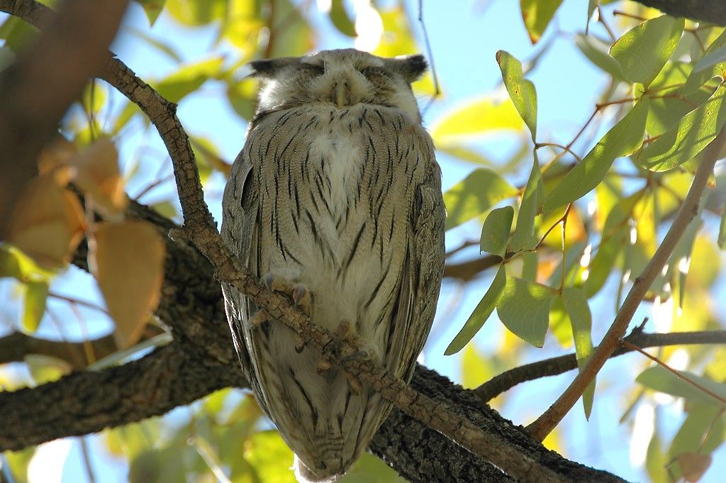 Southern White-faced Owl - ML206125821