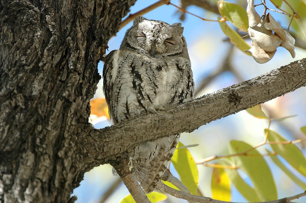 African Scops-Owl (African) - ML206125841