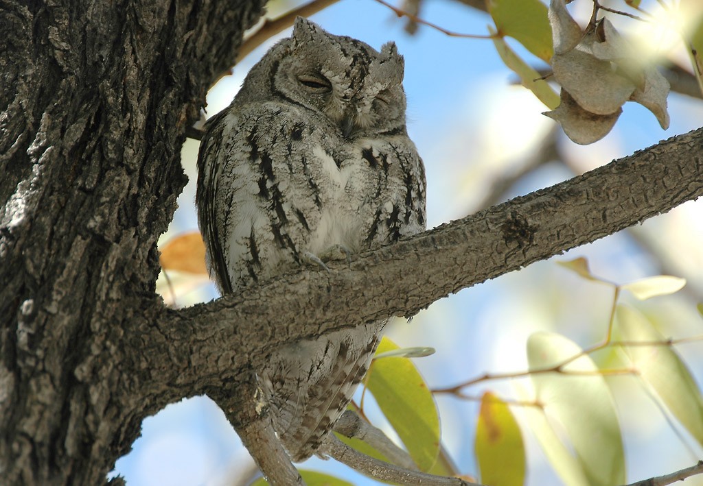 African Scops-Owl (African) - ML206125851