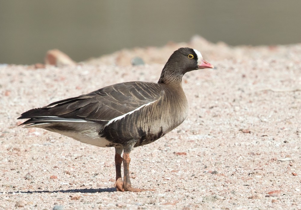 Lesser White-fronted Goose - Lars Petersson | My World of Bird Photography
