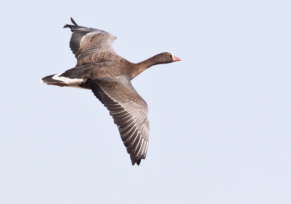 Lesser White-fronted Goose - ML206125961