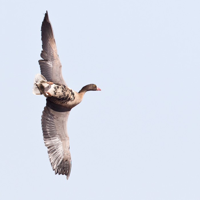 Lesser White-fronted Goose - Lars Petersson | My World of Bird Photography